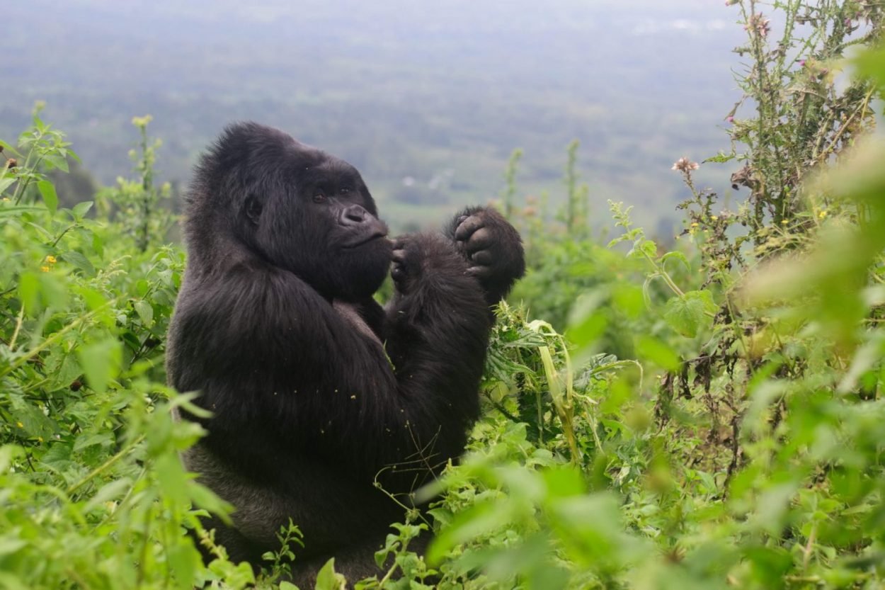 congogorillatrekking